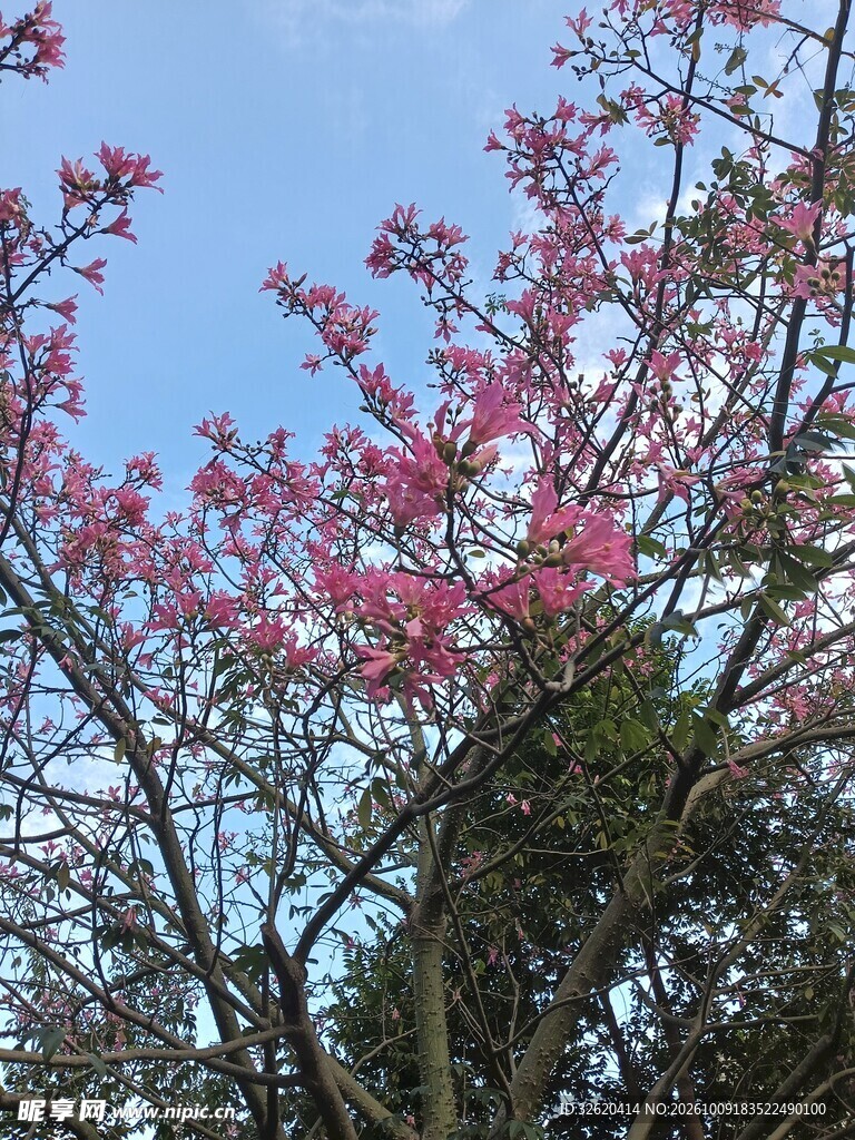 异木棉