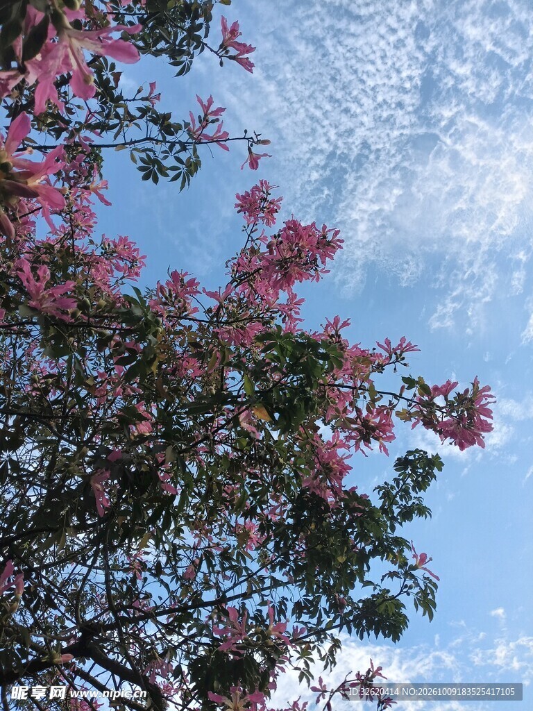 异木棉