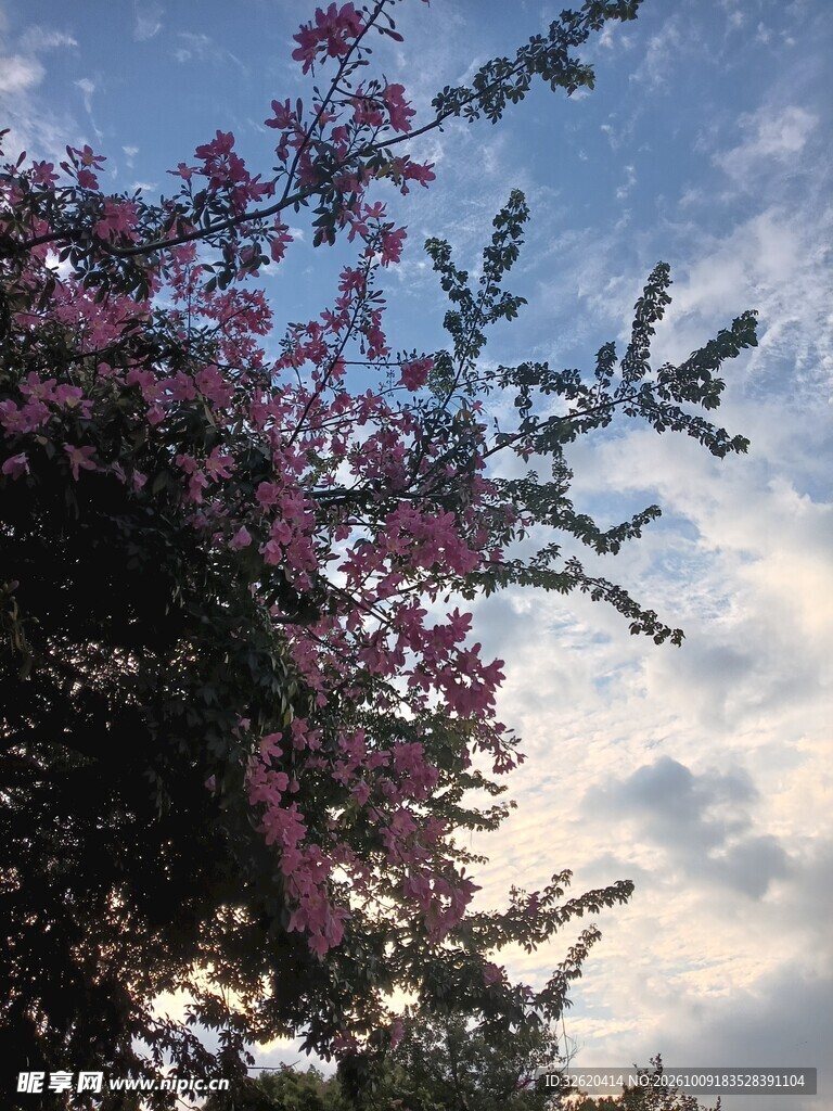 异木棉