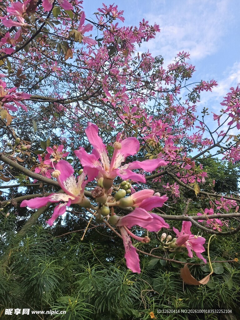 异木棉