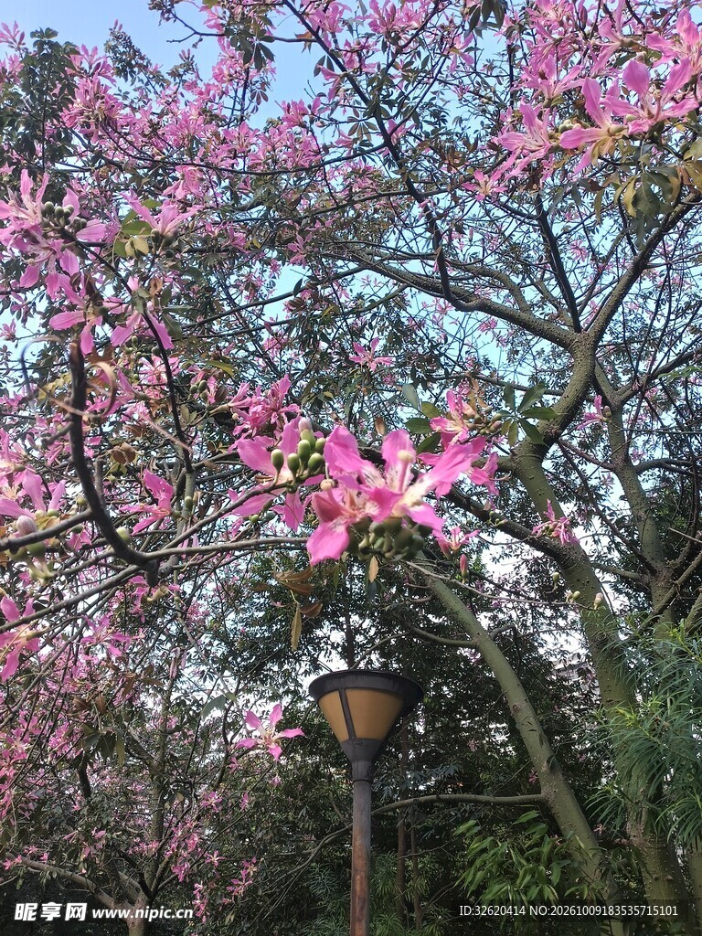 异木棉