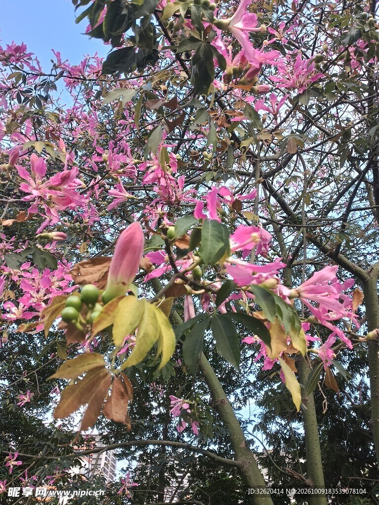 异木棉