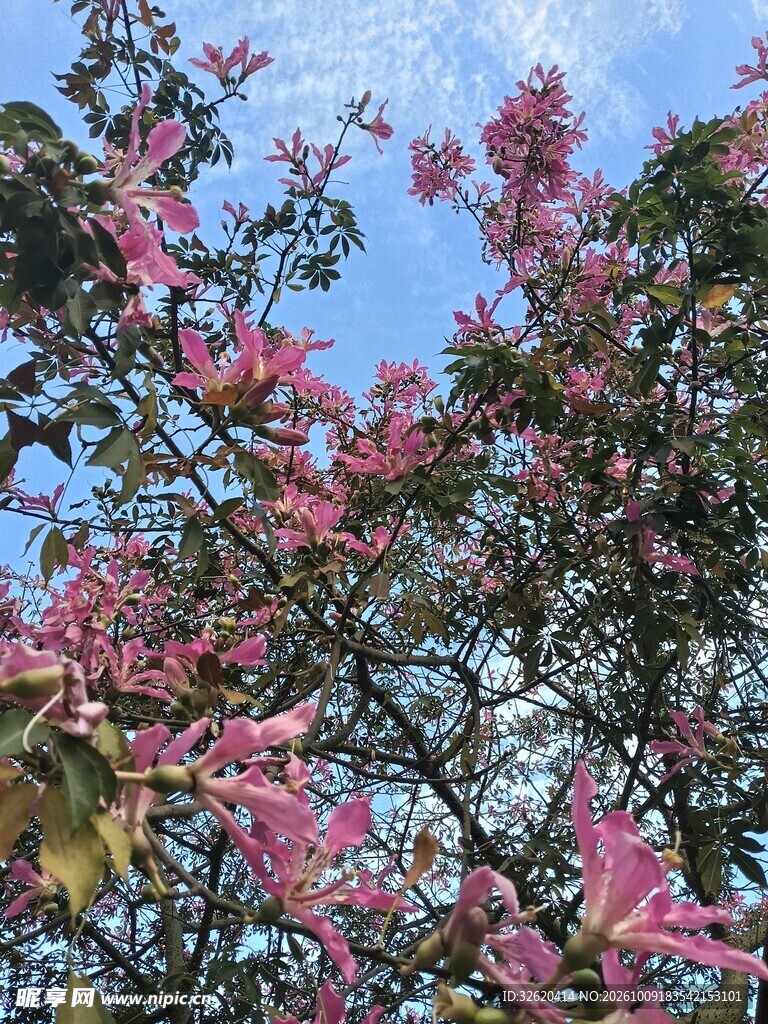 异木棉