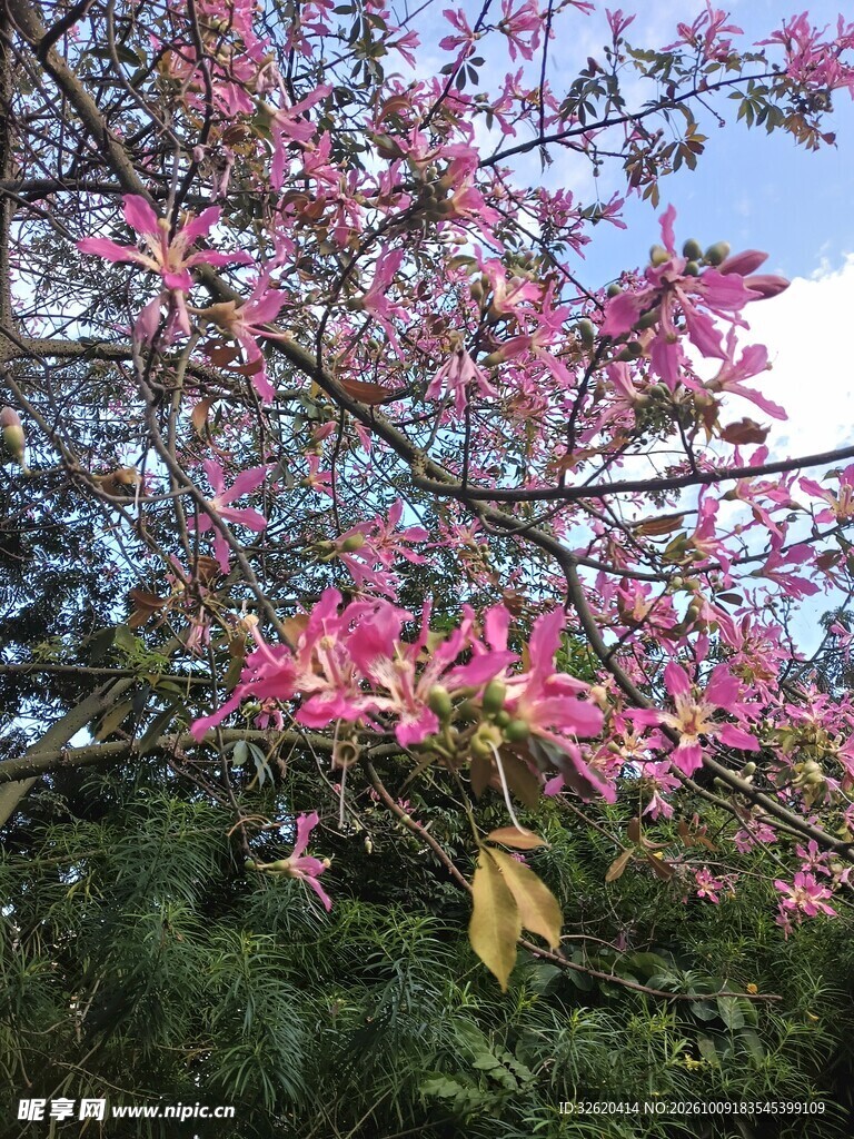 异木棉