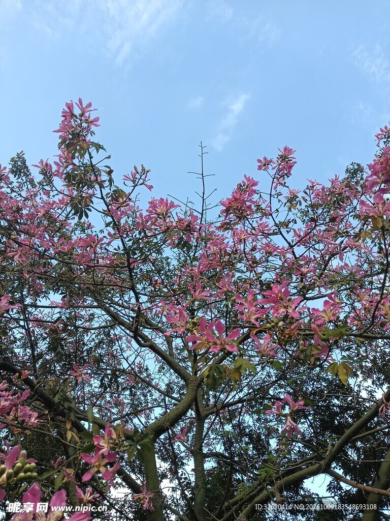 异木棉 美人树
