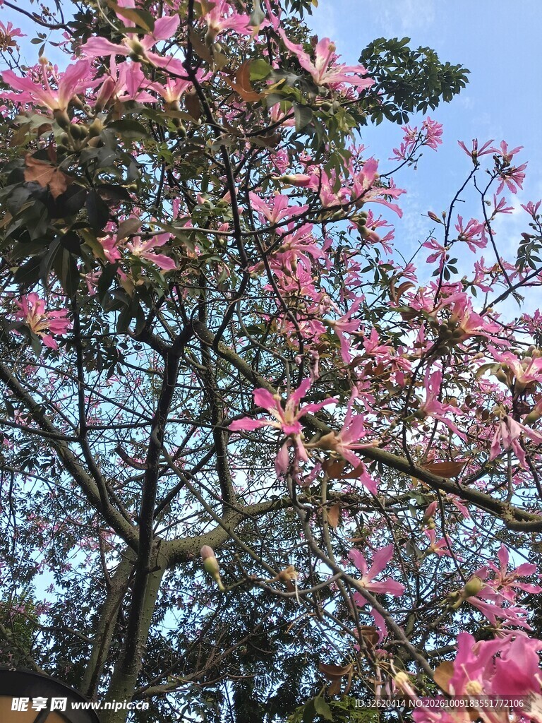 异木棉 美人树