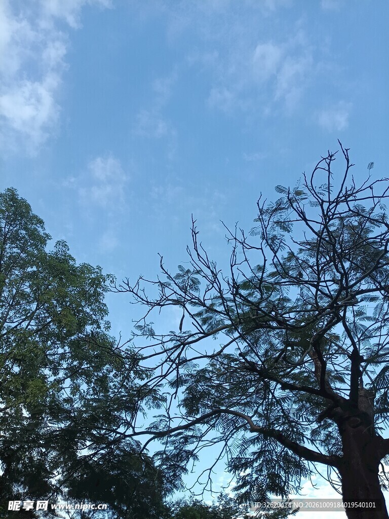 晴空下的树木仰拍