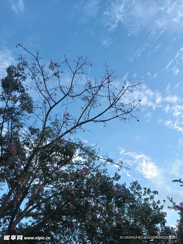 蓝天树木自然小景
