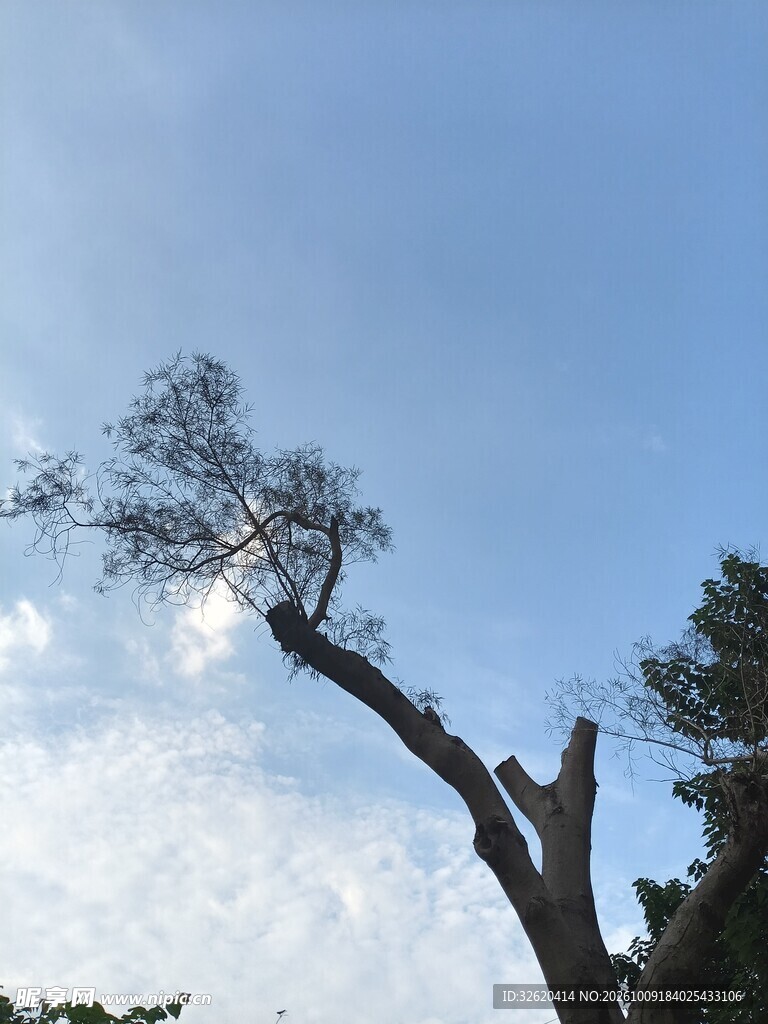 蓝天斜松自然风景