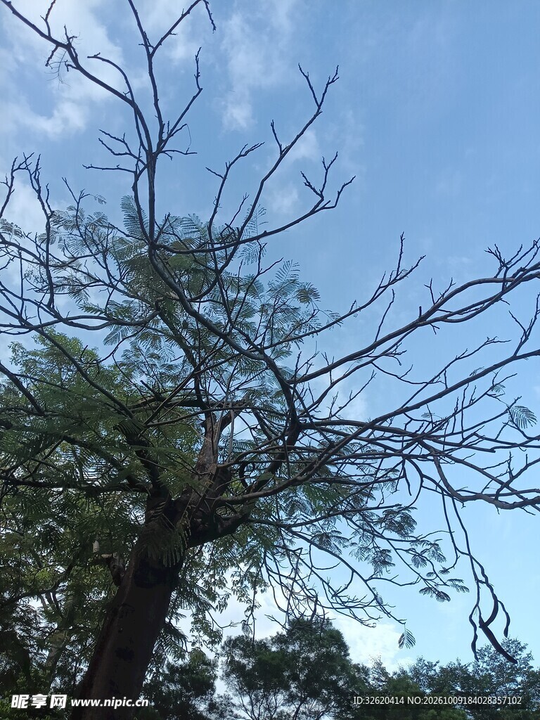 蓝天下的树木