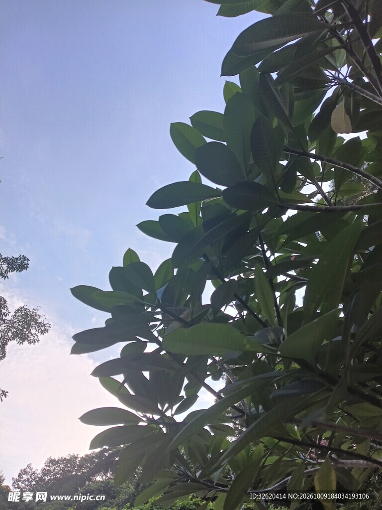 晴空下的绿植枝叶