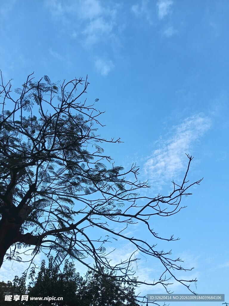 晴空下的枯枝剪影