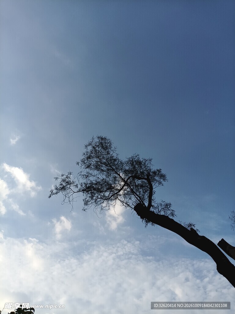 蓝天斜树剪影