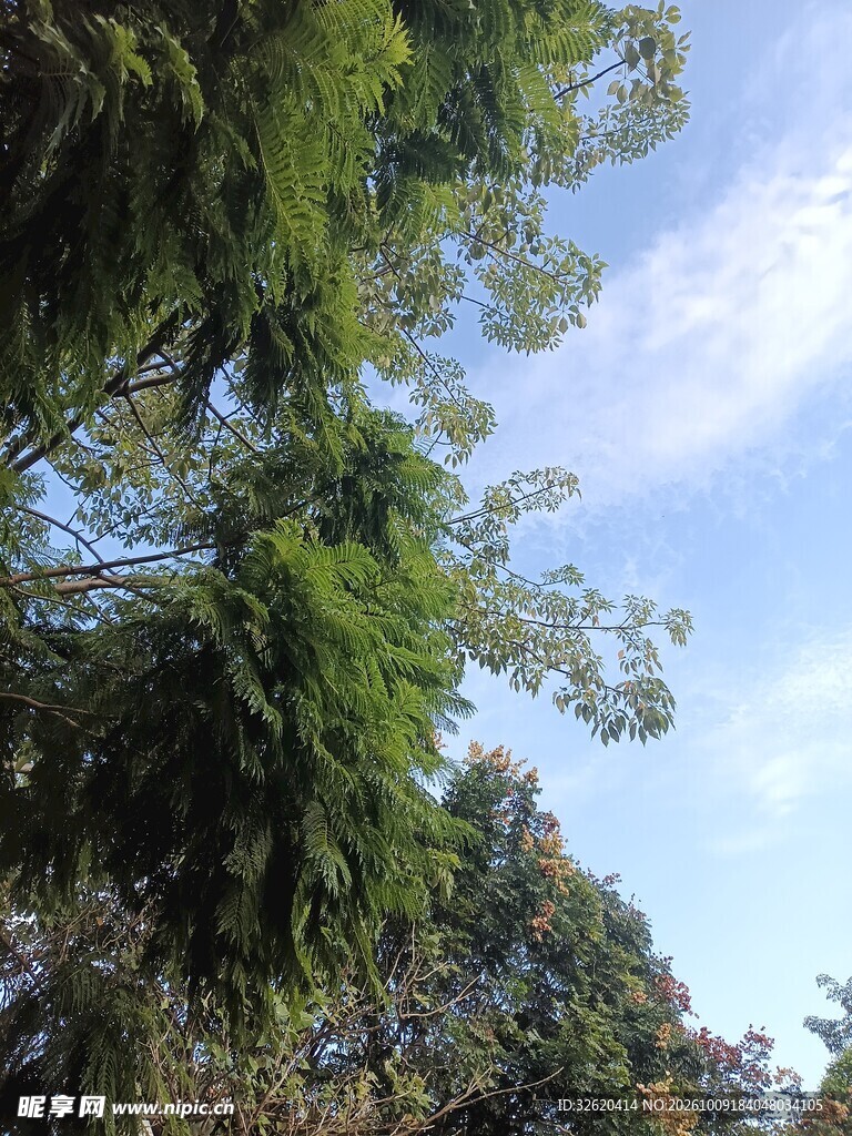 晴空下的葱郁树木