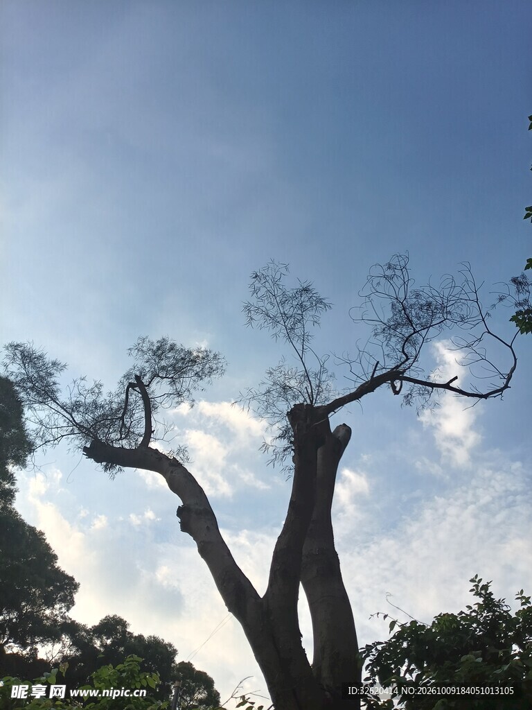 蓝天下的苍劲古树剪影