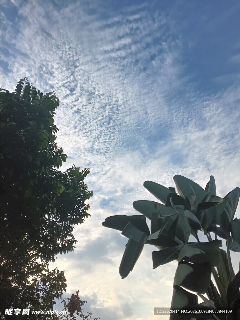 晴空下的树木剪影