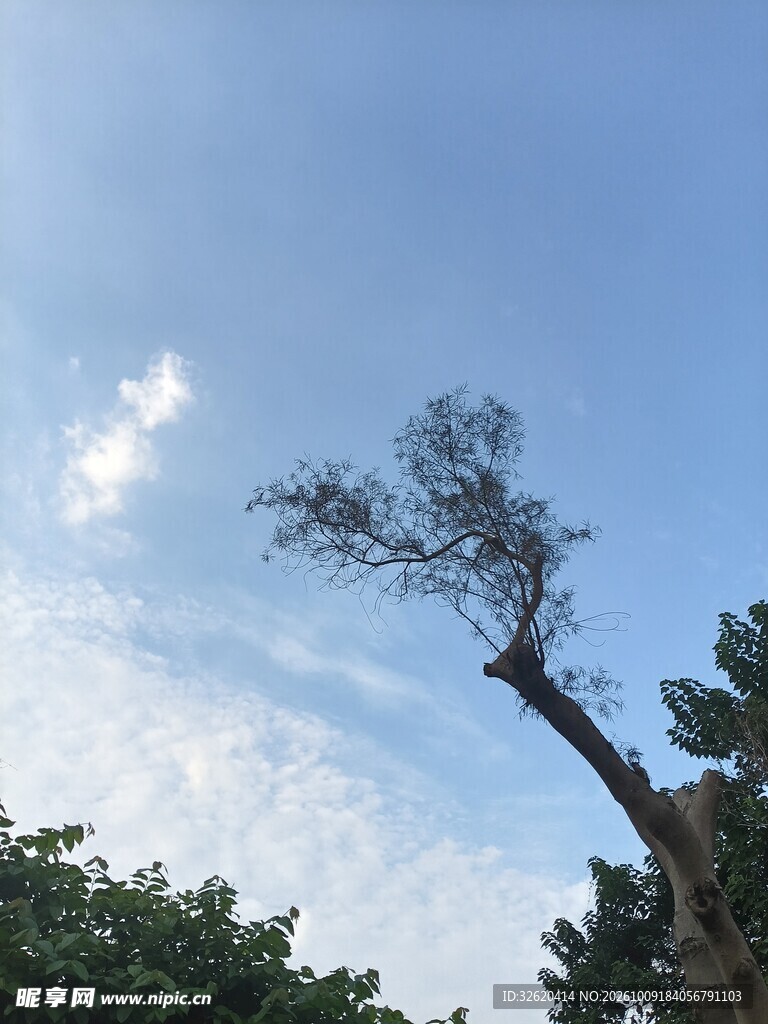 蓝天斜树晴日风光