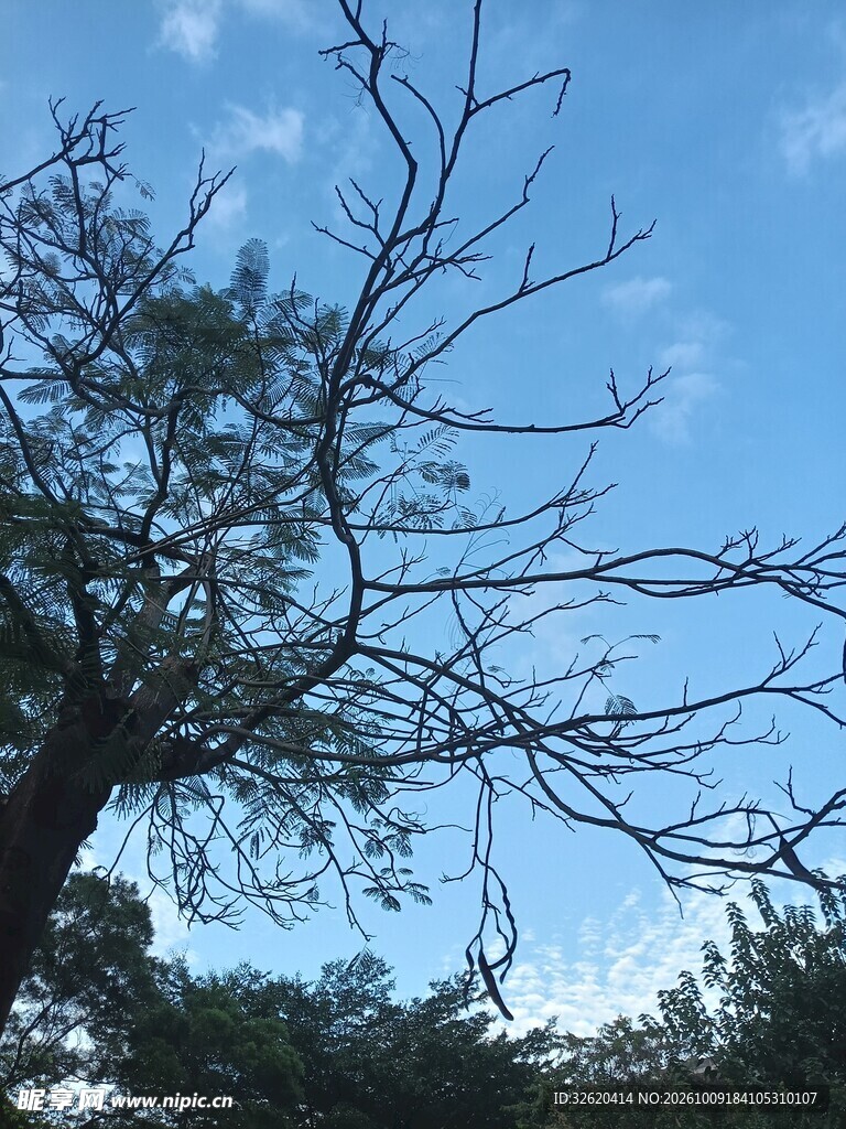 蓝天背景下的树枝剪影