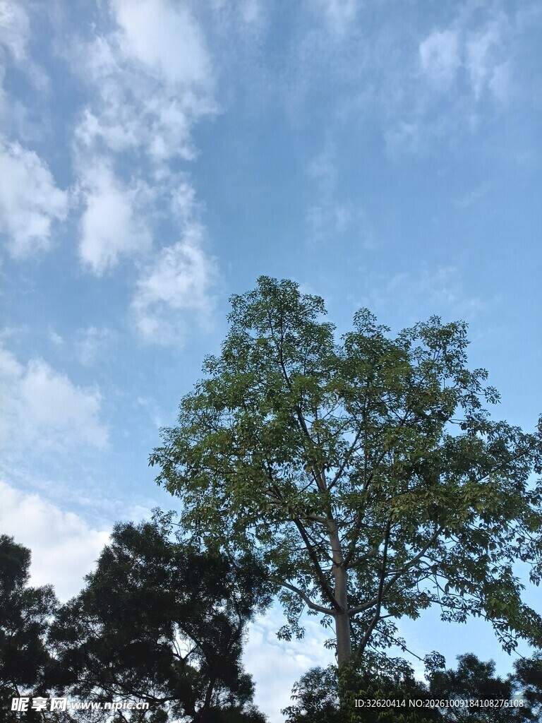 晴空下的大树