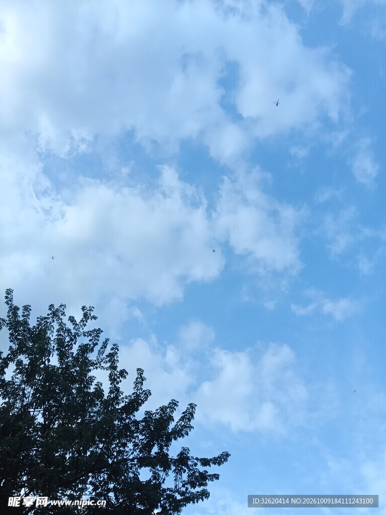蓝天白云树梢清新景致