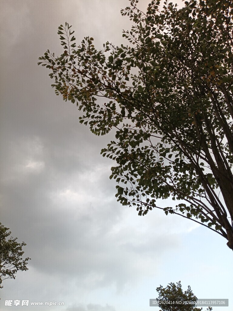 阴天树木与灰蒙天空