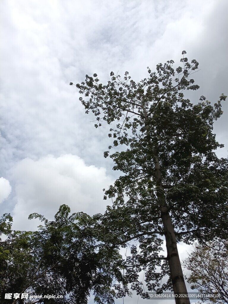 阴天仰拍树木天空