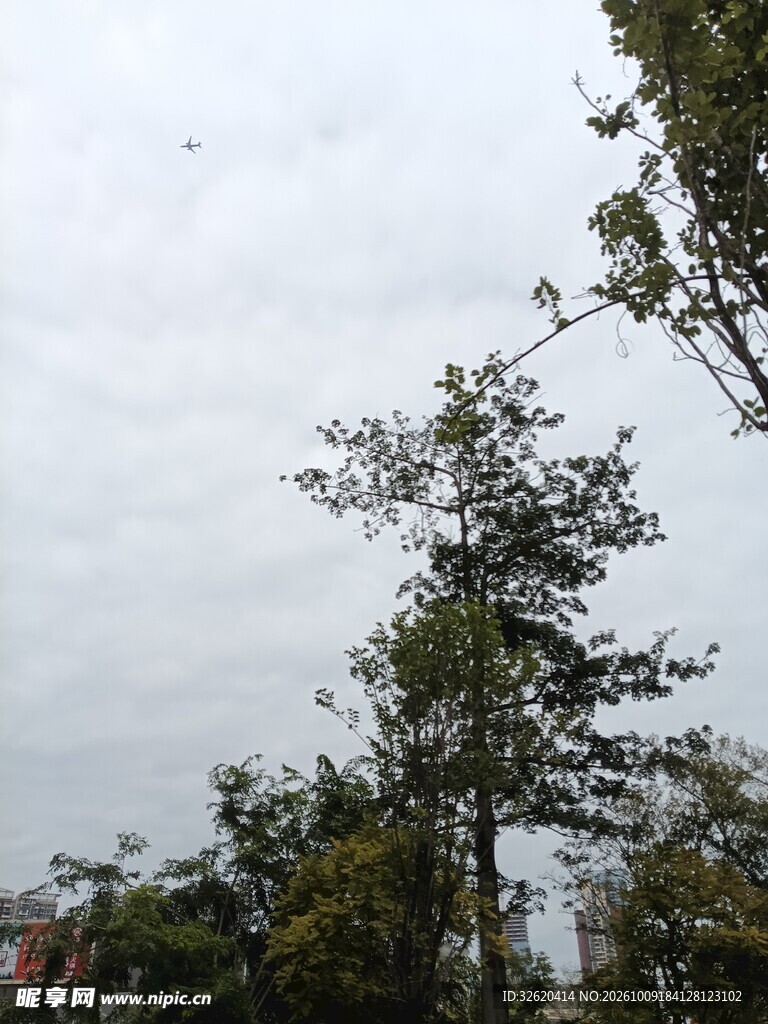 阴天户外树木景观