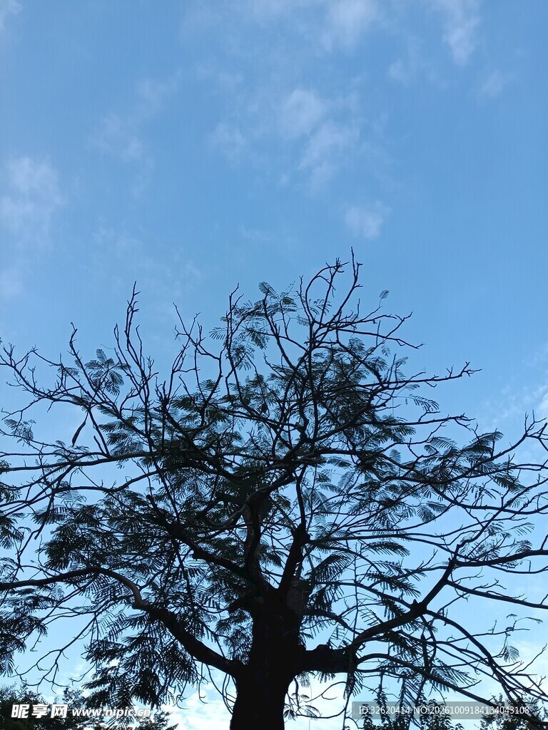 晴空下的树影