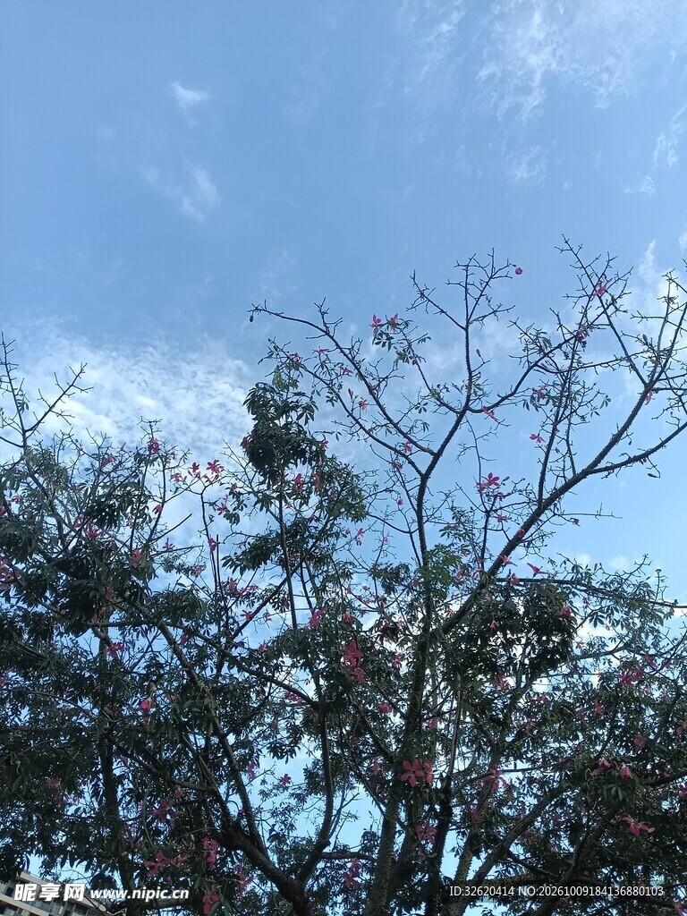蓝天树木自然风景