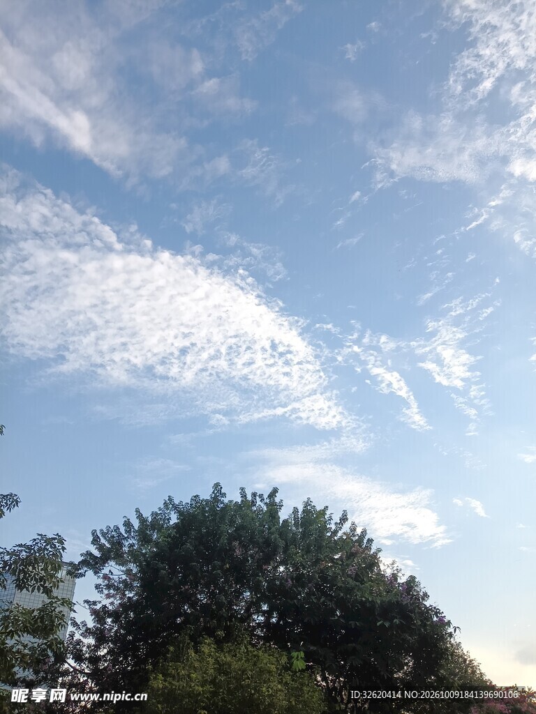 晴空云下树顶风光