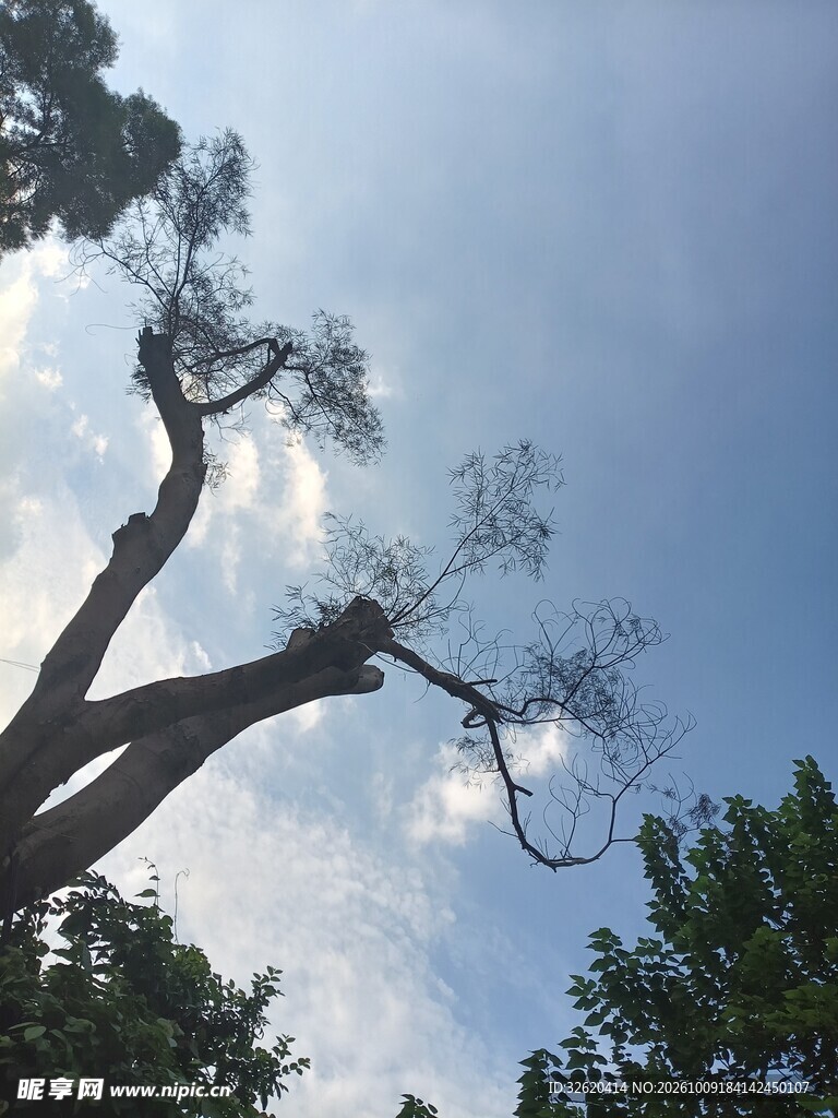 仰拍蓝天树枝风景