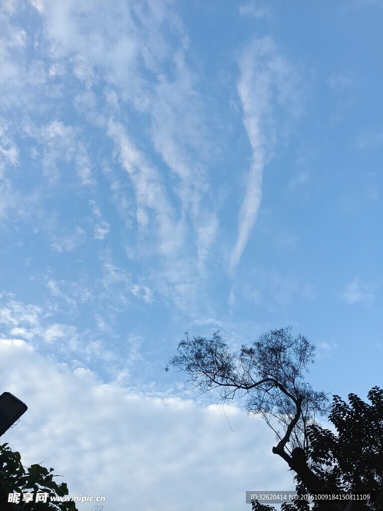 蓝天流云与树梢