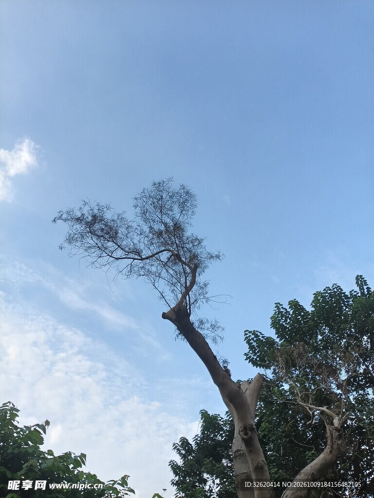 晴空下的斜树景观