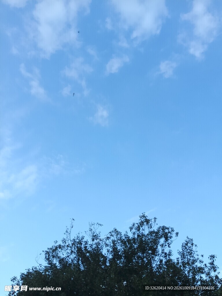 蓝天疏云树梢风景