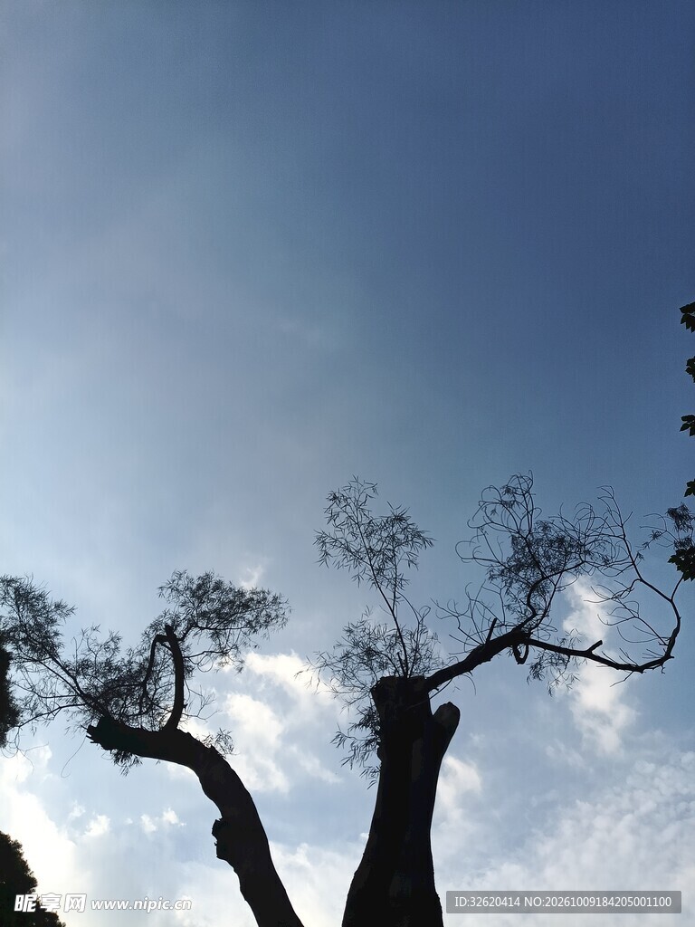 蓝天古树剪影