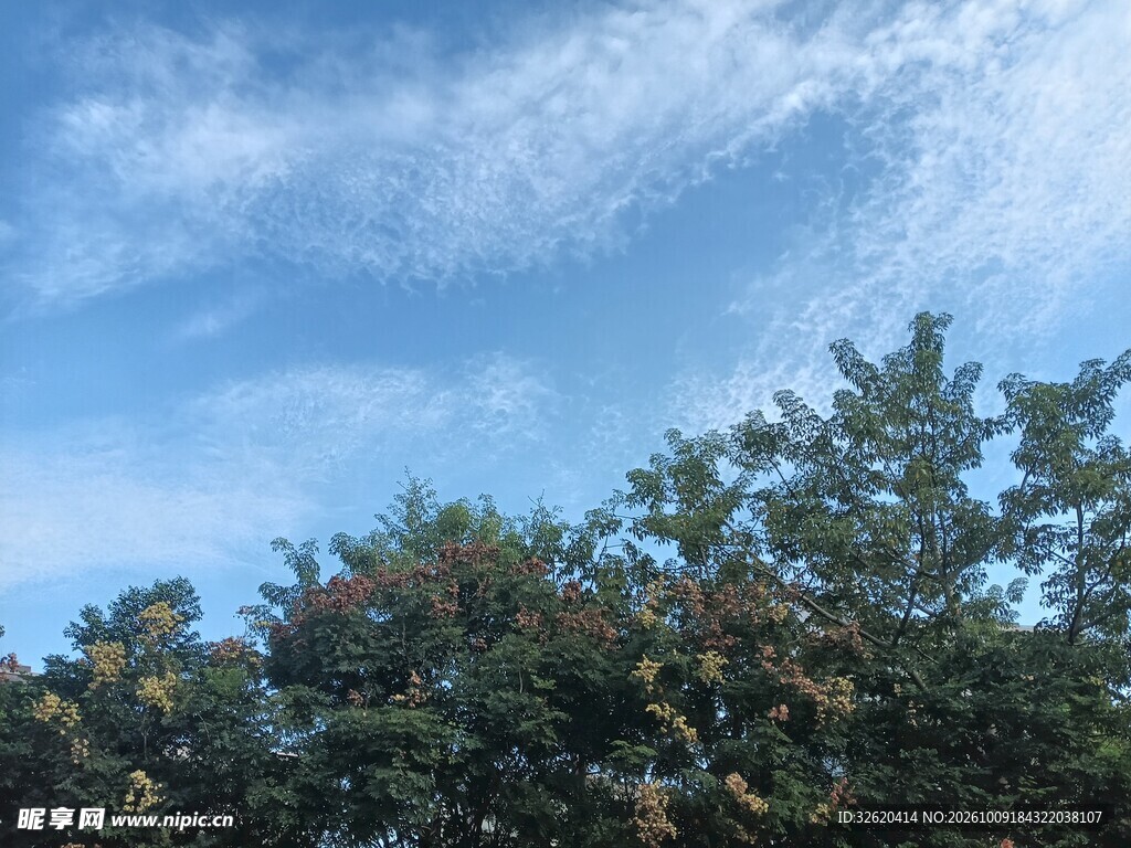 蓝天绿树自然风景