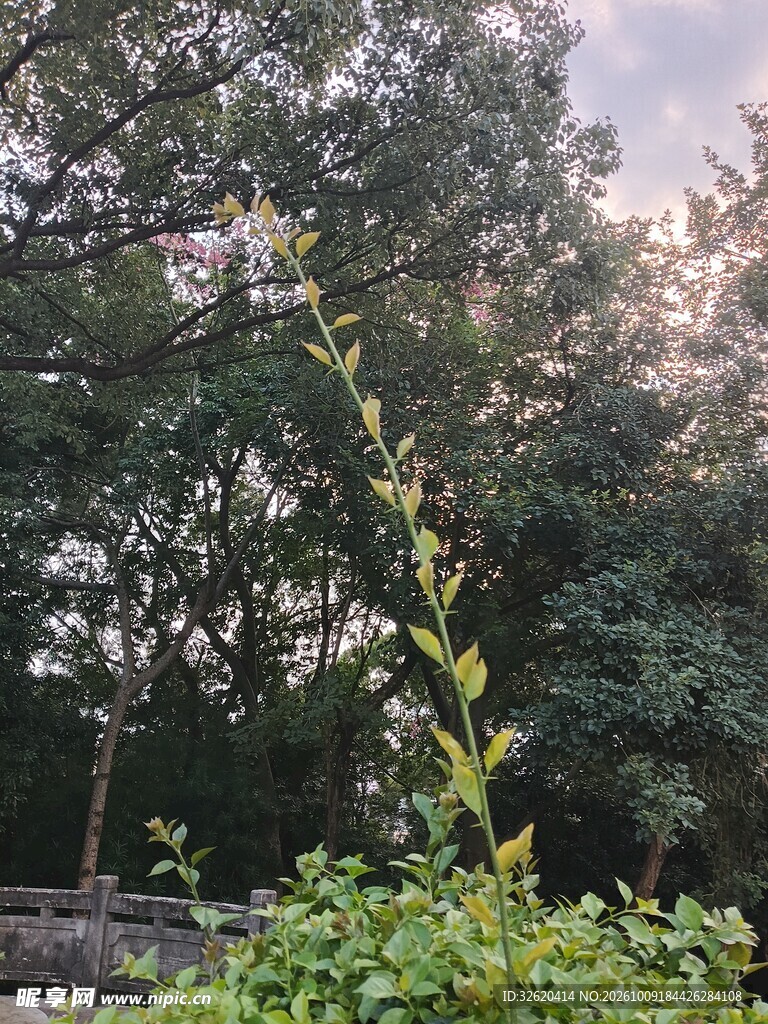 林间绿植自然景观