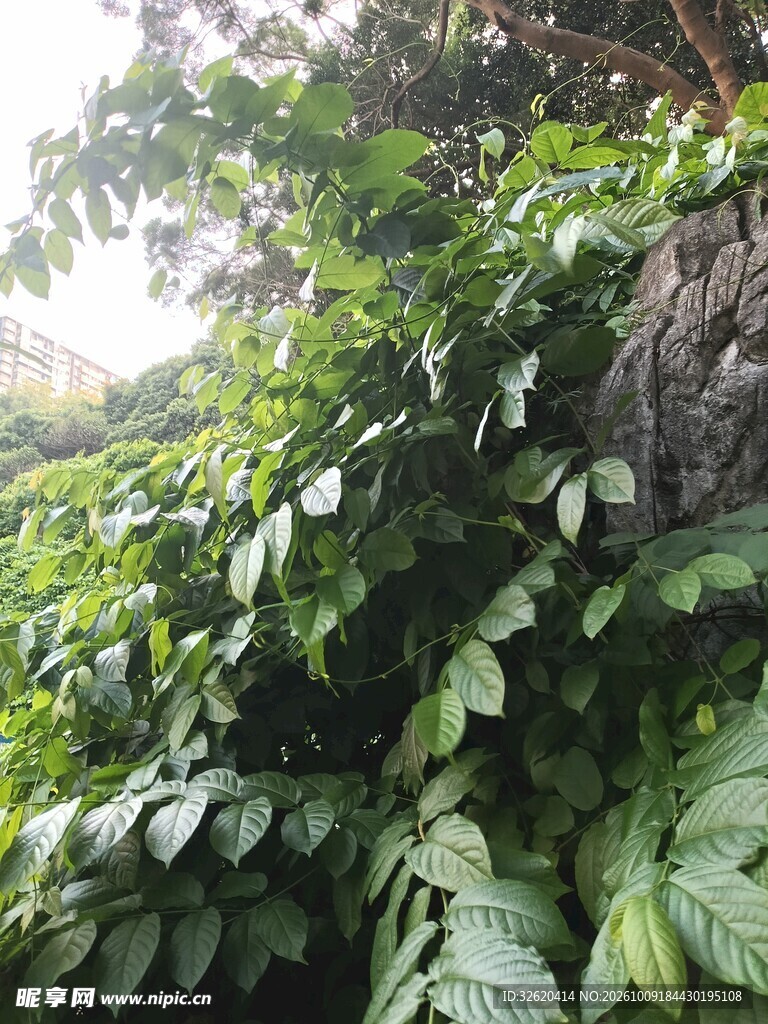 户外茂密绿植自然风光