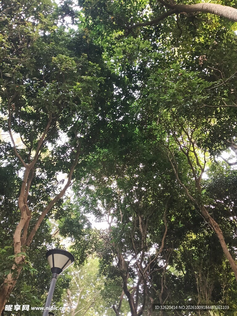 仰拍林间茂密绿树冠