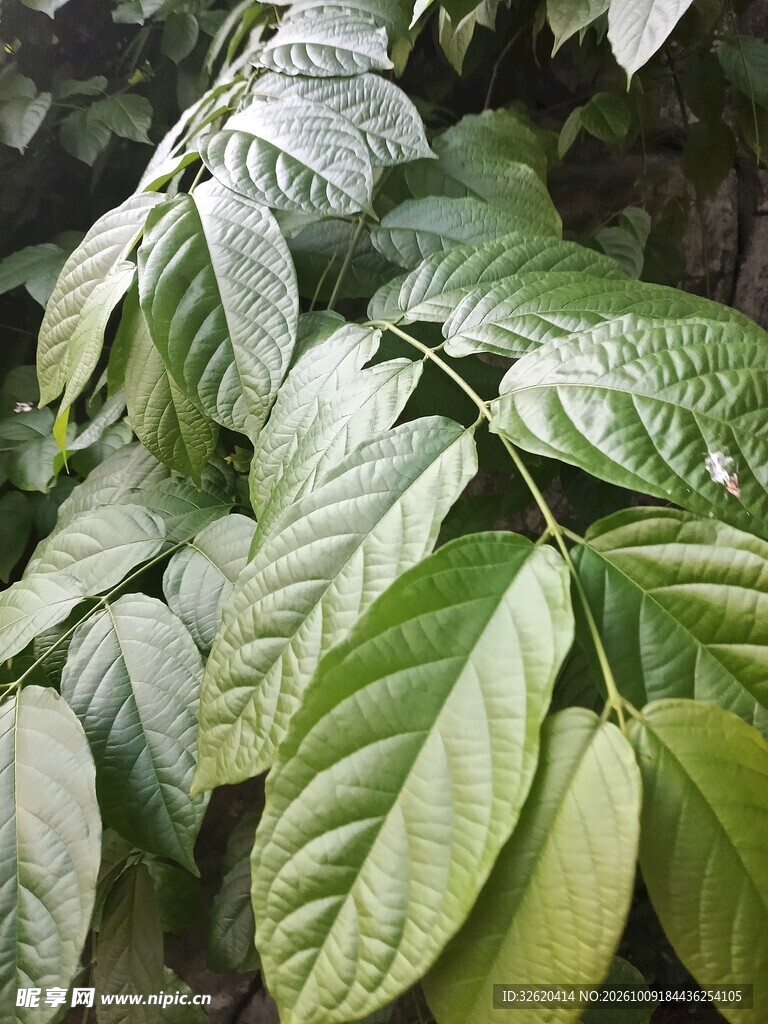 阳光下的绿植叶片