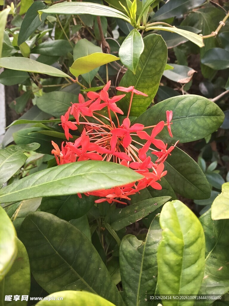 龙船花