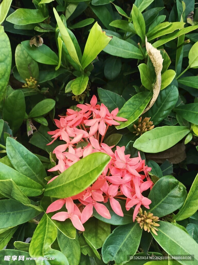 绿叶丛中红色龙船花