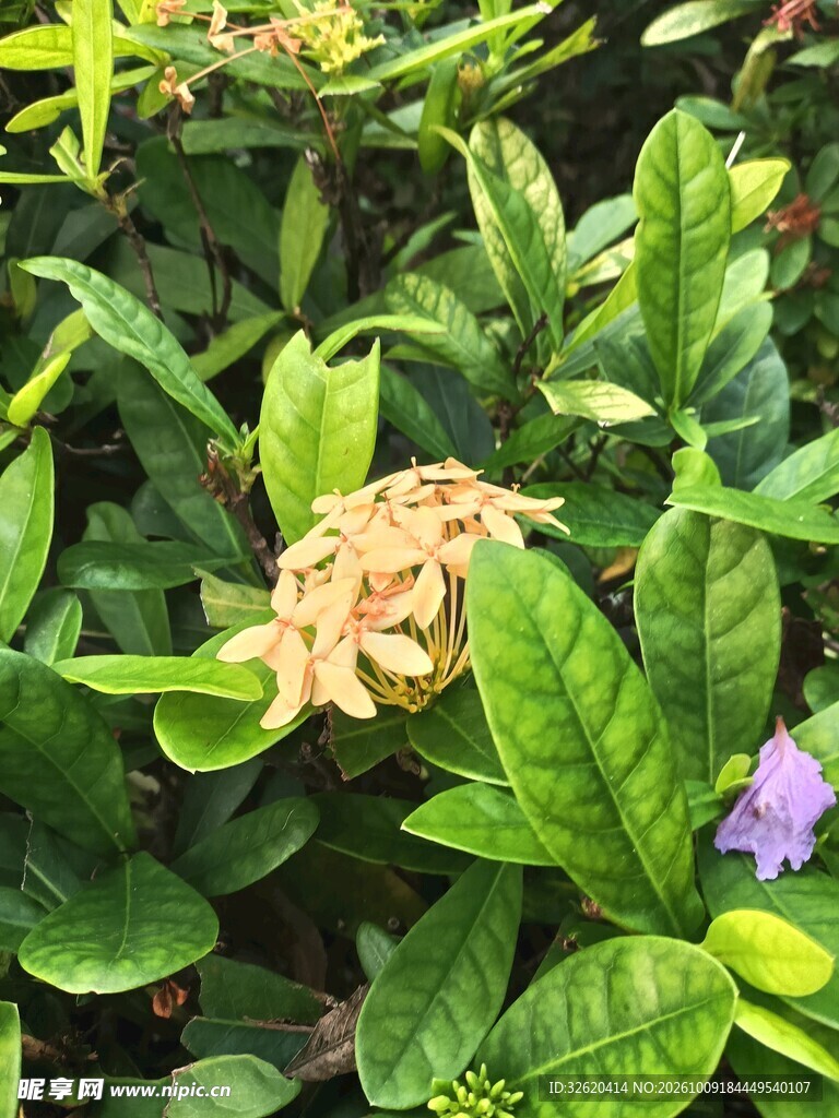 绿植丛中浅黄花簇