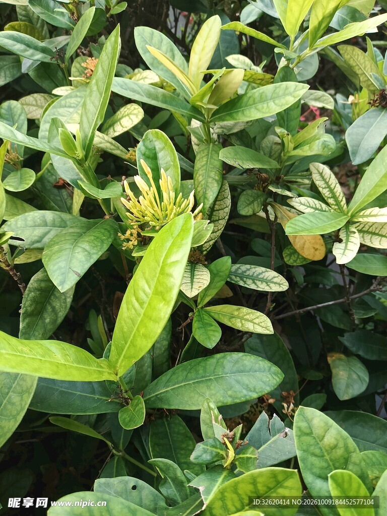 春日绿植嫩叶特写