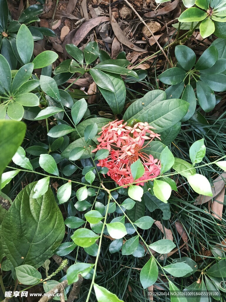 绿叶簇拥红色龙船花