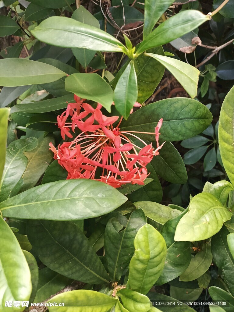 绿叶丛中红色彼岸花