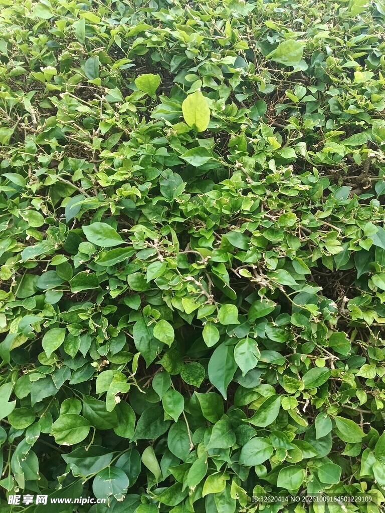 茂密翠绿绿植丛