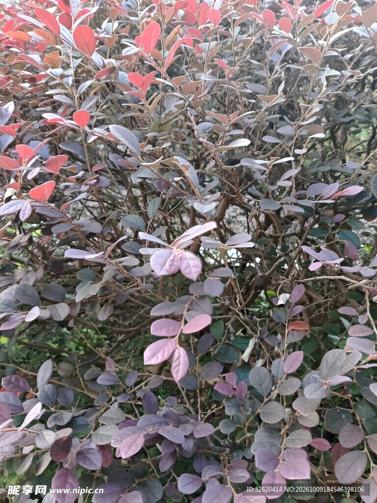 红花檵木枝叶特写