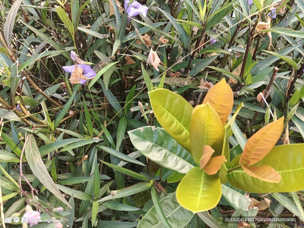 野外绿植与淡紫小花