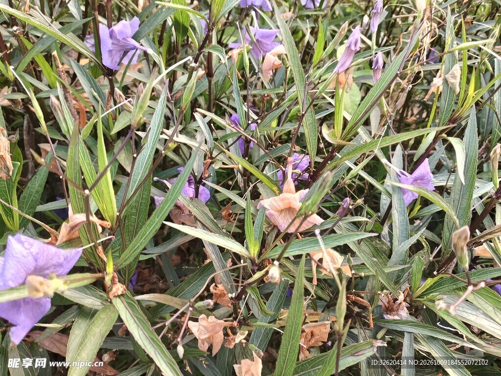 野外紫色小花丛